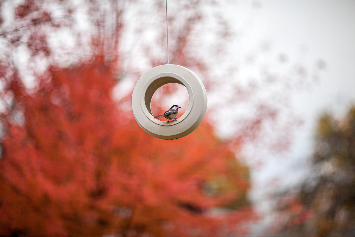 Bulbul Modern Bird Feeder